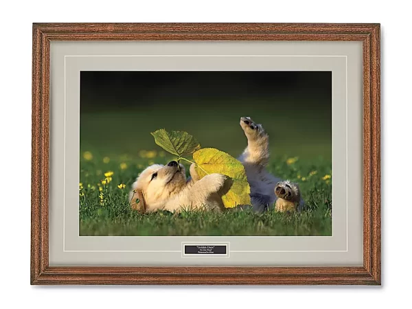 Golden Days Print